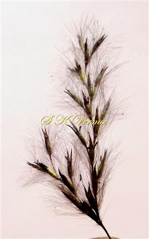  Racemes with spikelets in pairs
